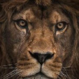 Meet your Posher, Sylvia